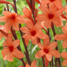 Bugle Lily, Orange